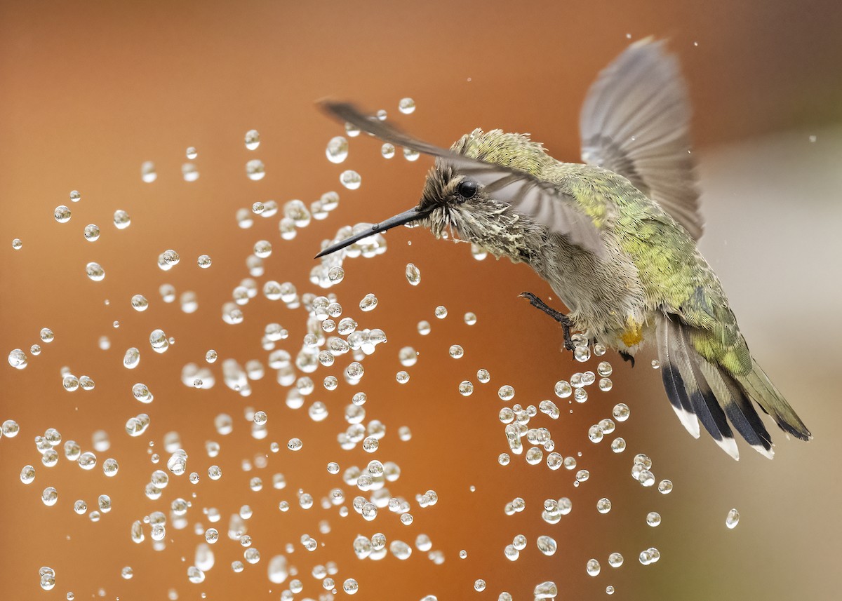 Anna's Hummingbird - ML638882050