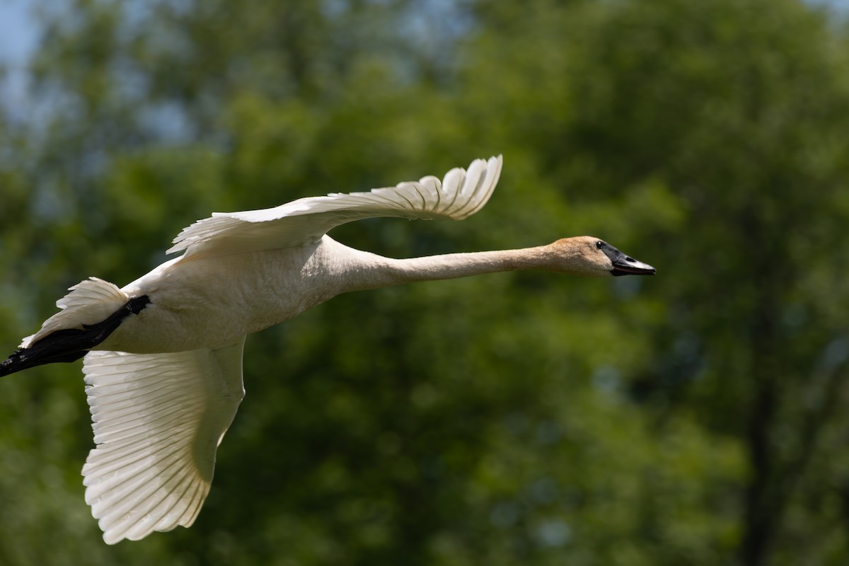 Trumpeter Swan - ML638882079