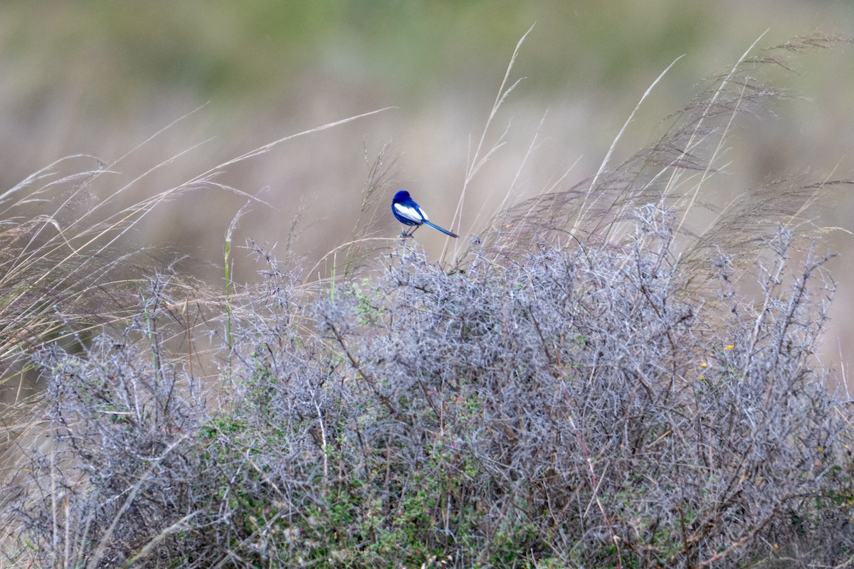 White-winged Fairywren - ML638882082