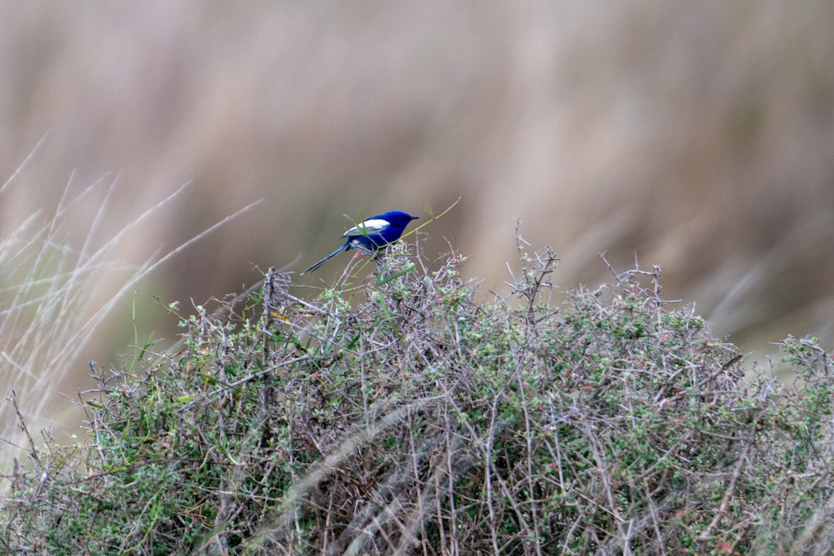 White-winged Fairywren - ML638882083