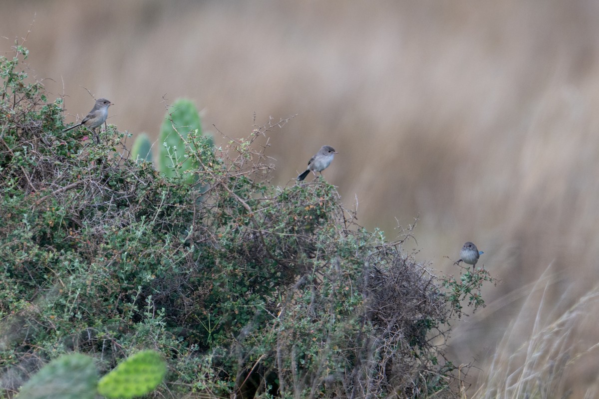 White-winged Fairywren - ML638882084