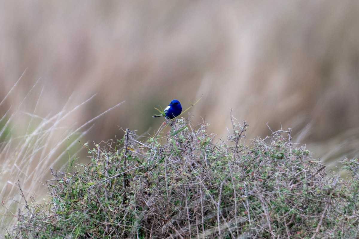 White-winged Fairywren - ML638882085