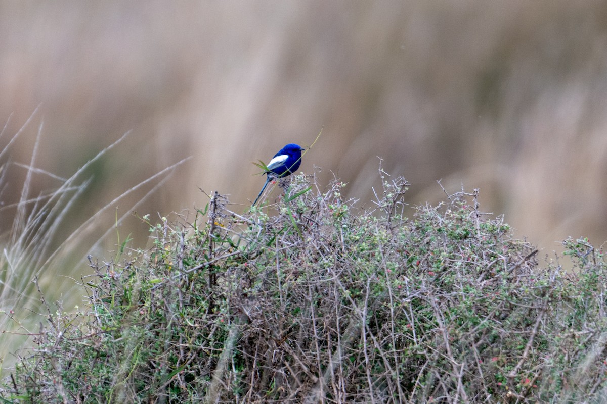 White-winged Fairywren - ML638882088