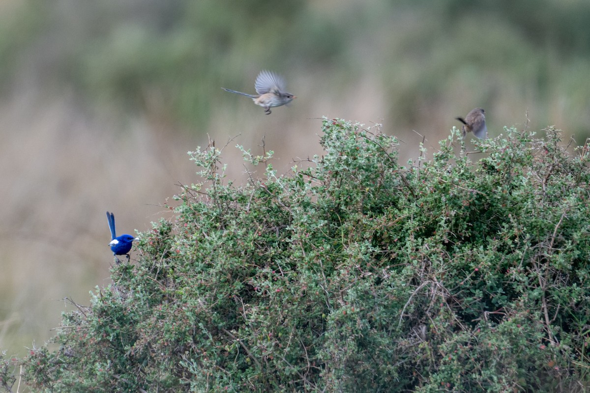 White-winged Fairywren - ML638882089