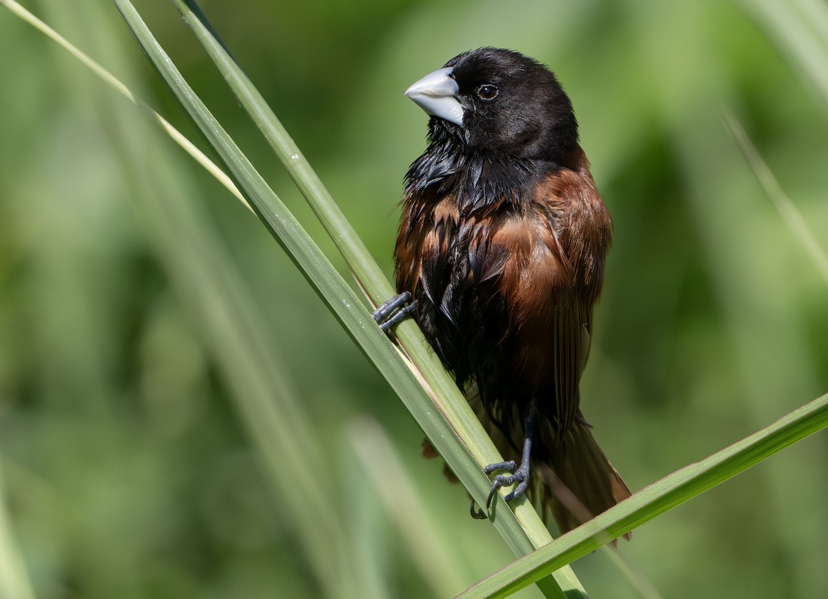 Chestnut Munia - ML638882156