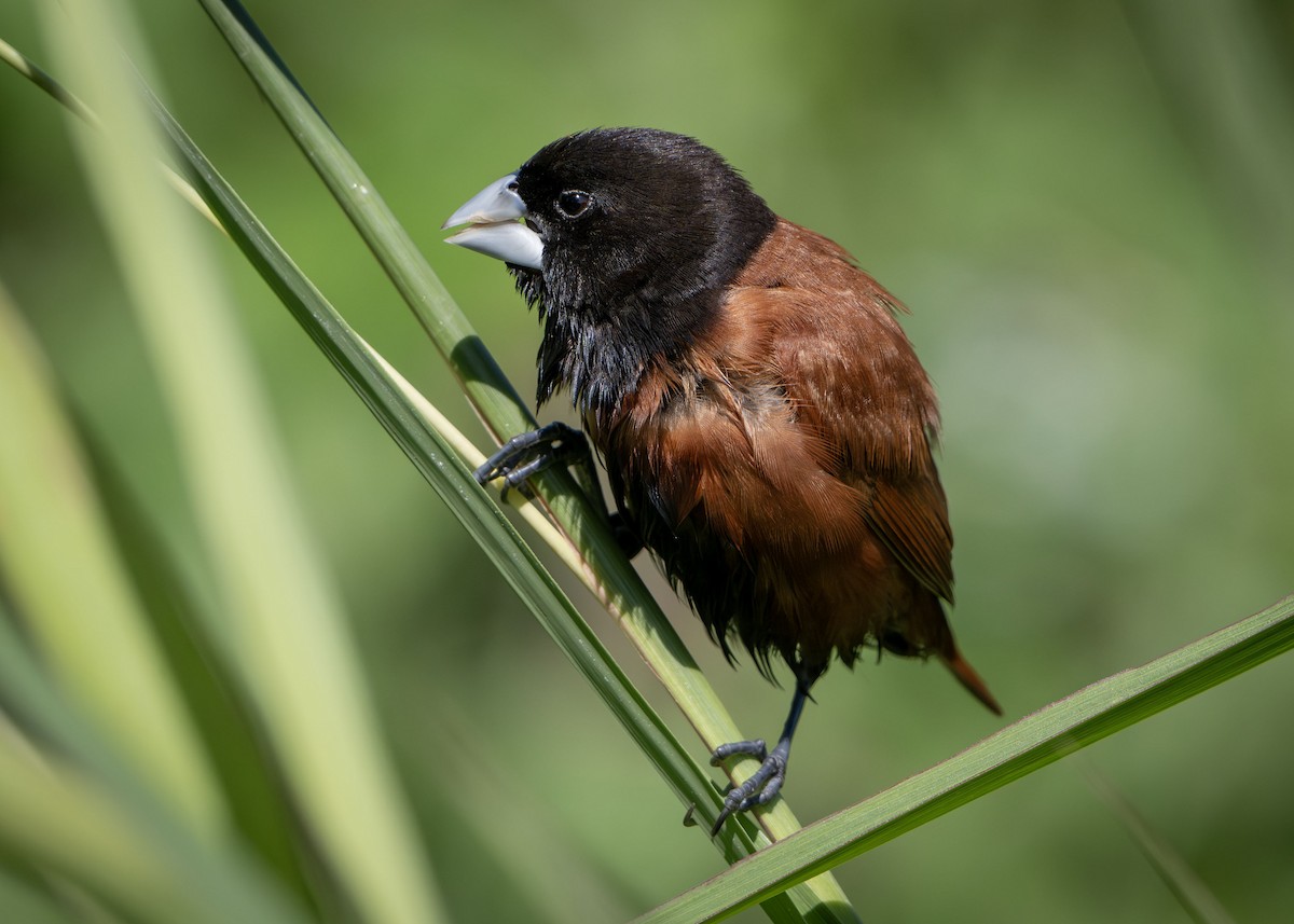 Chestnut Munia - ML638882157