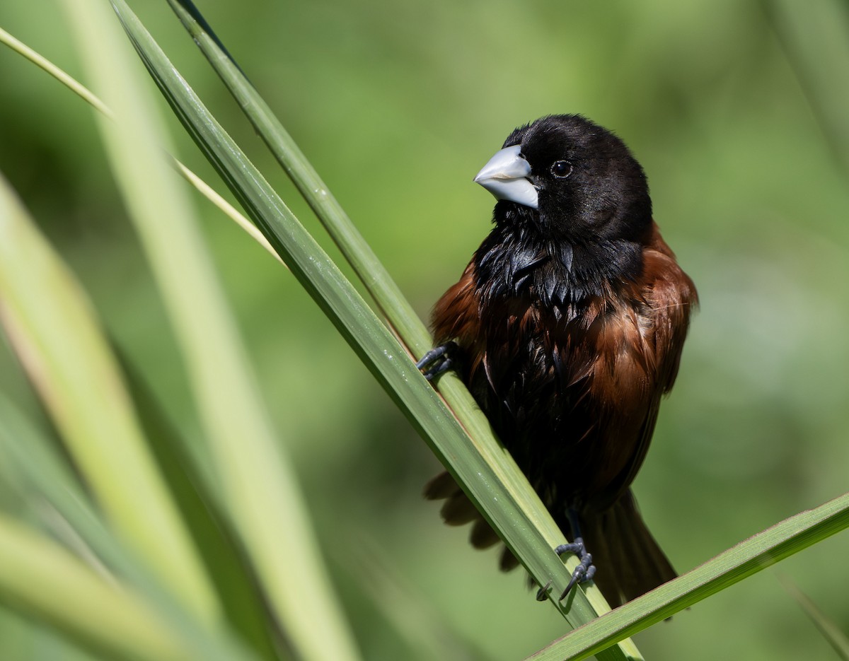Chestnut Munia - ML638882158