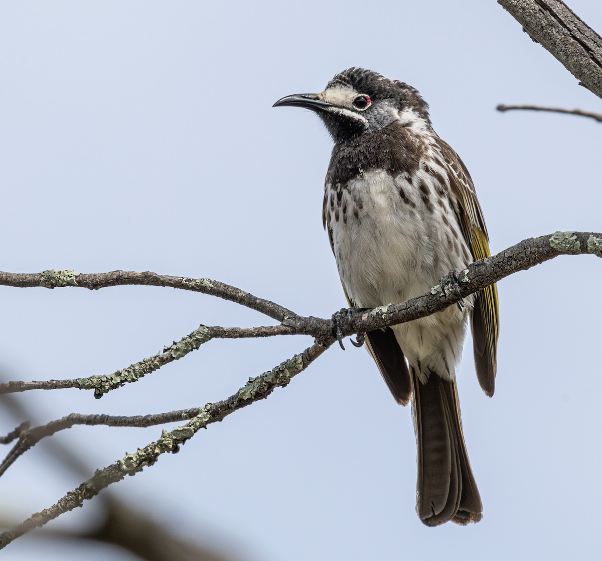White-fronted Honeyeater - ML638882170