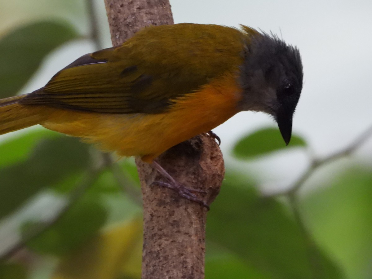 Gray-headed Tanager - ML638882213
