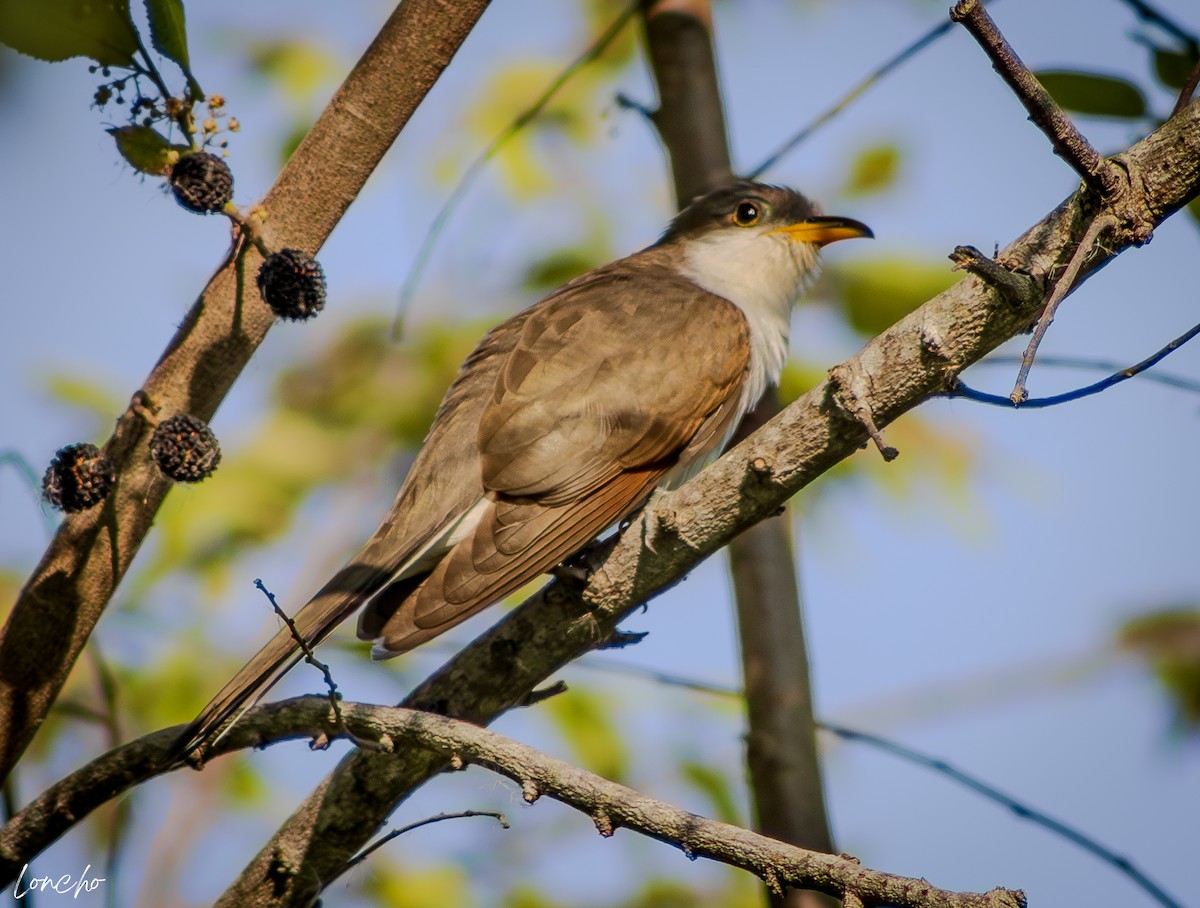 Yellow-billed Cuckoo - ML638882294