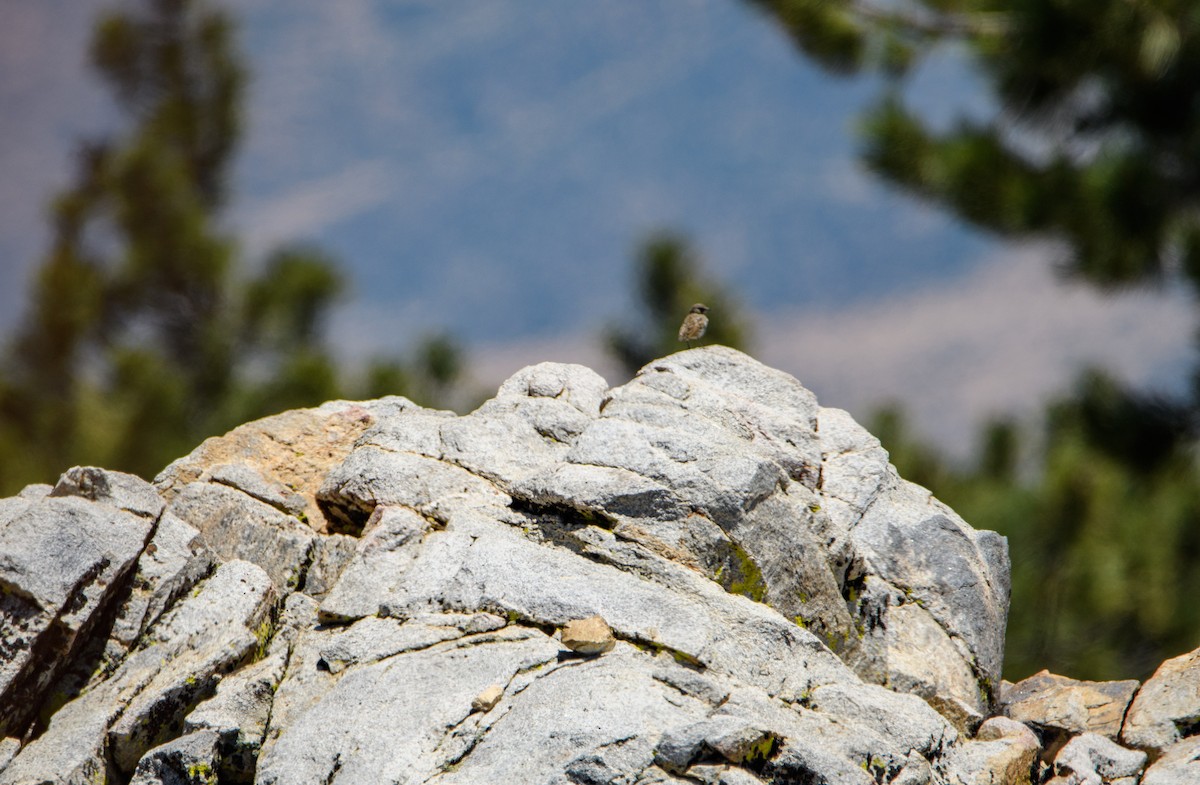 Bell's Sparrow - ML638882312
