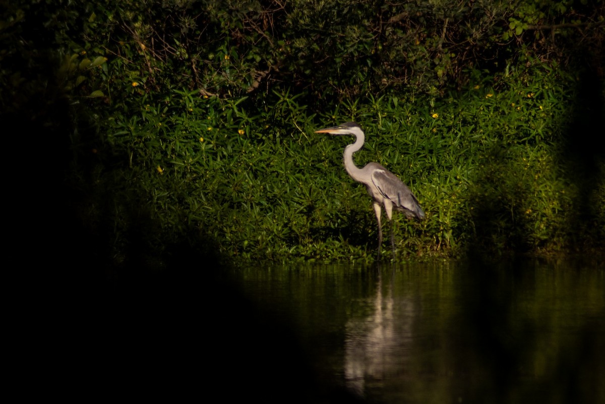Cocoi Heron - ML638882454