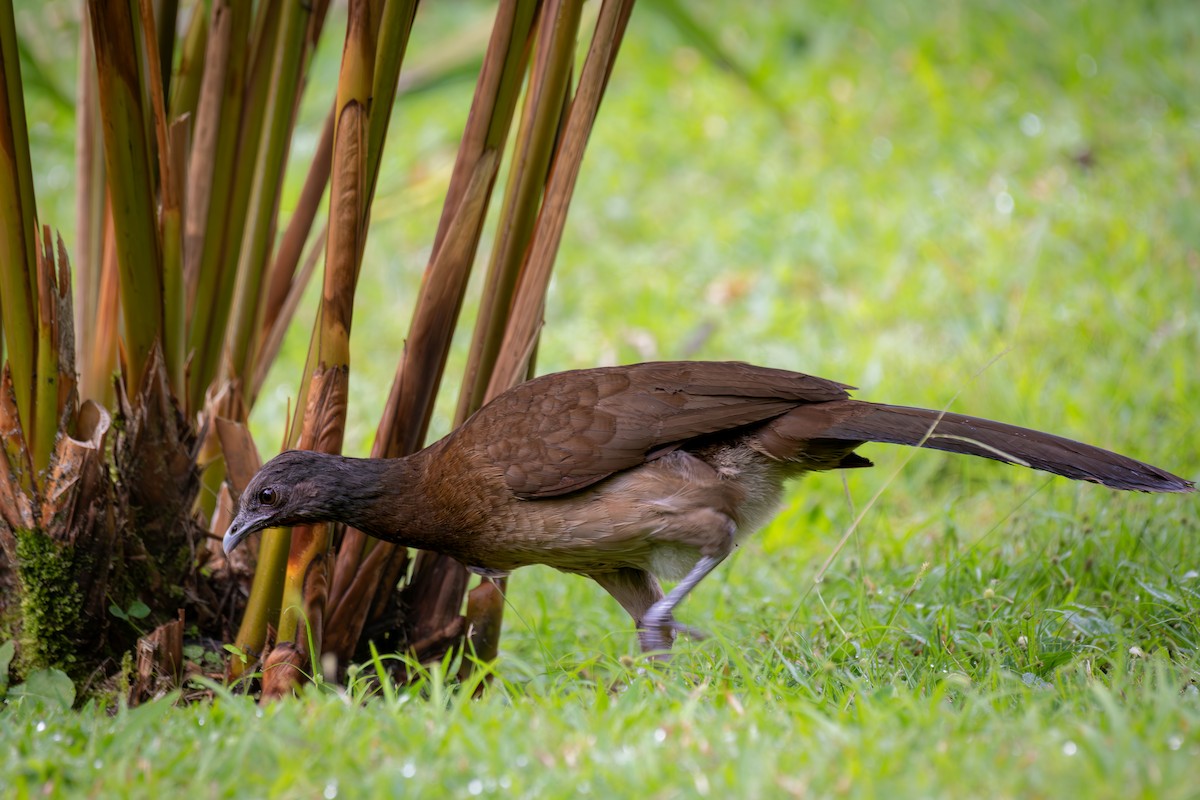 Gray-headed Chachalaca - ML638882654