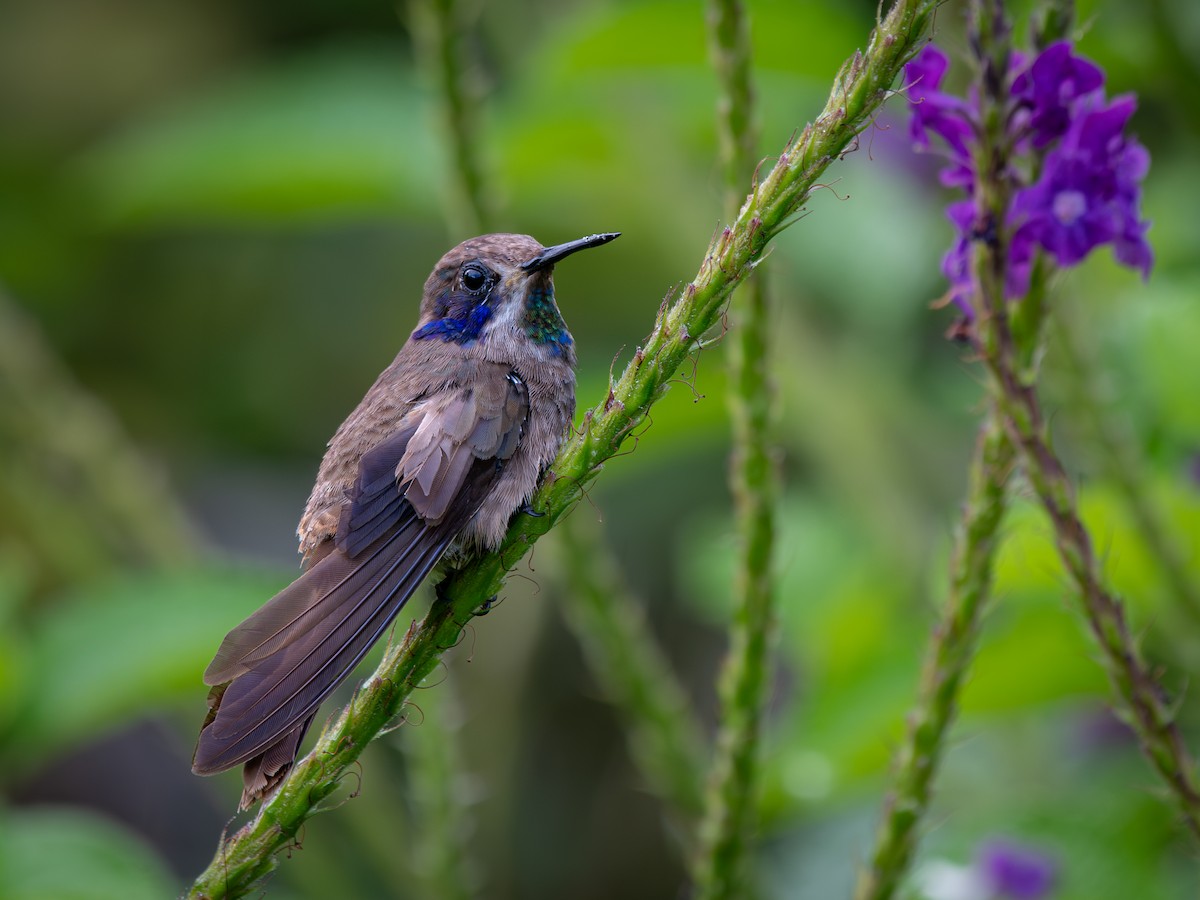 Brown Violetear - ML638882698