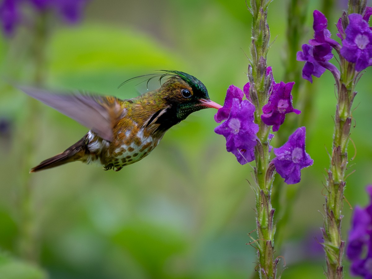 Black-crested Coquette - ML638882702