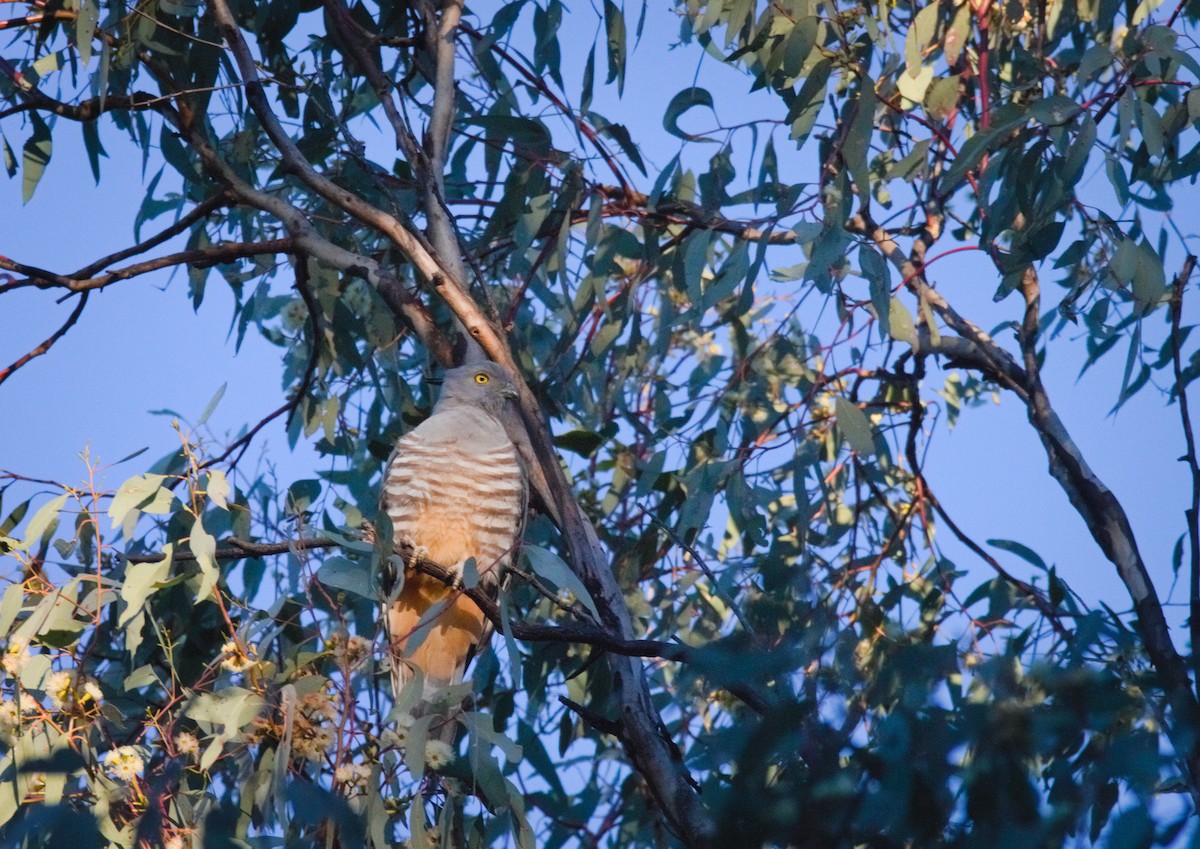 Pacific Baza - ML638882712
