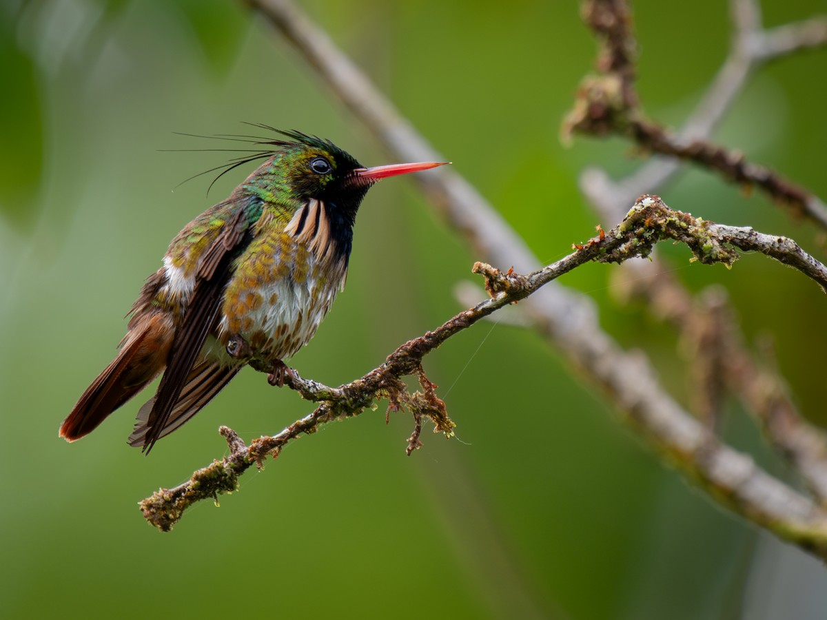 Black-crested Coquette - ML638882717