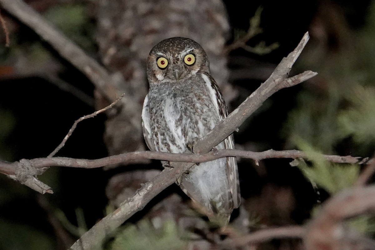 Elf Owl - ML638882763