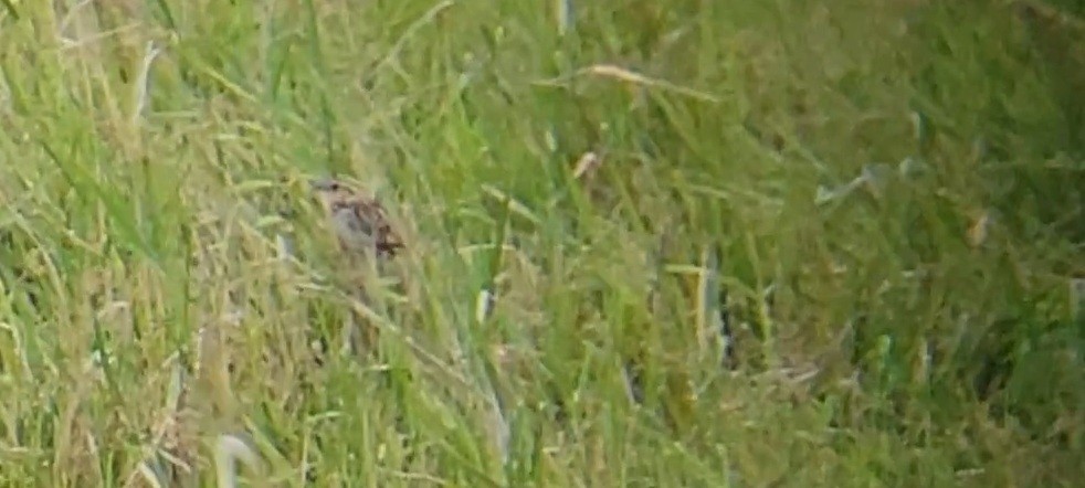 LeConte's Sparrow - ML638882792