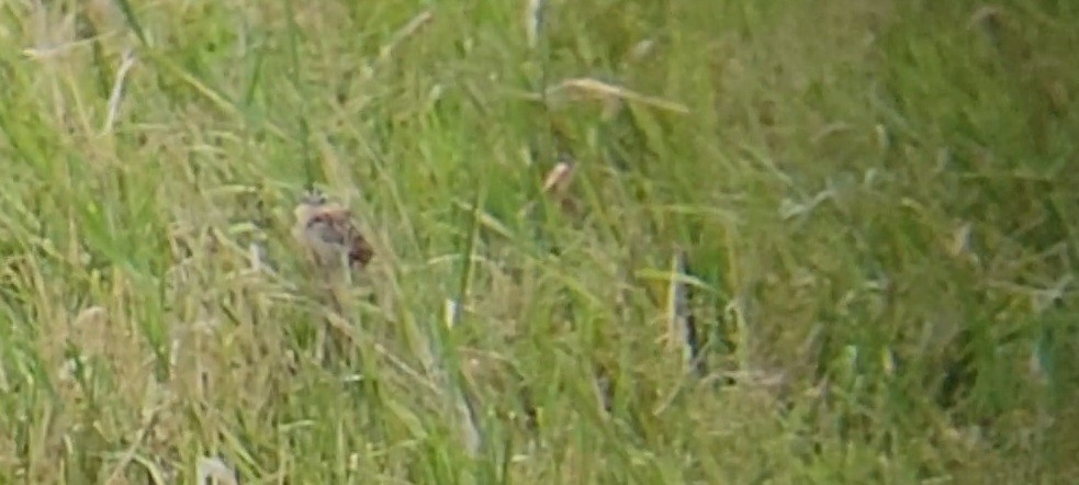 LeConte's Sparrow - ML638882793