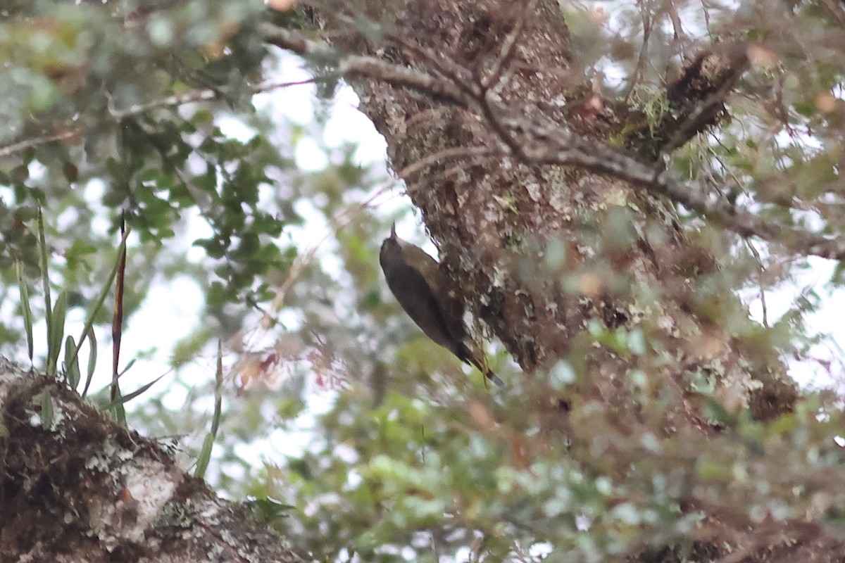 Papuan Treecreeper - ML638882797