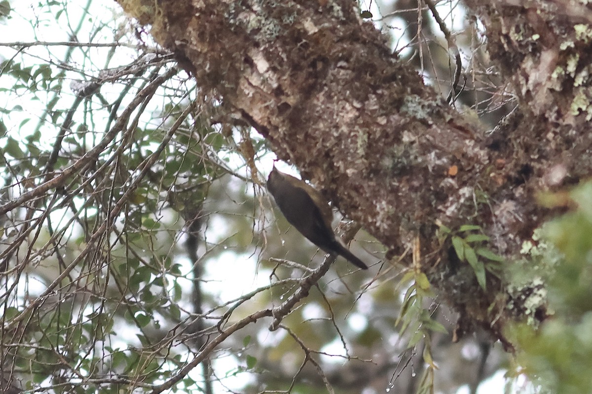 Papuan Treecreeper - ML638882799