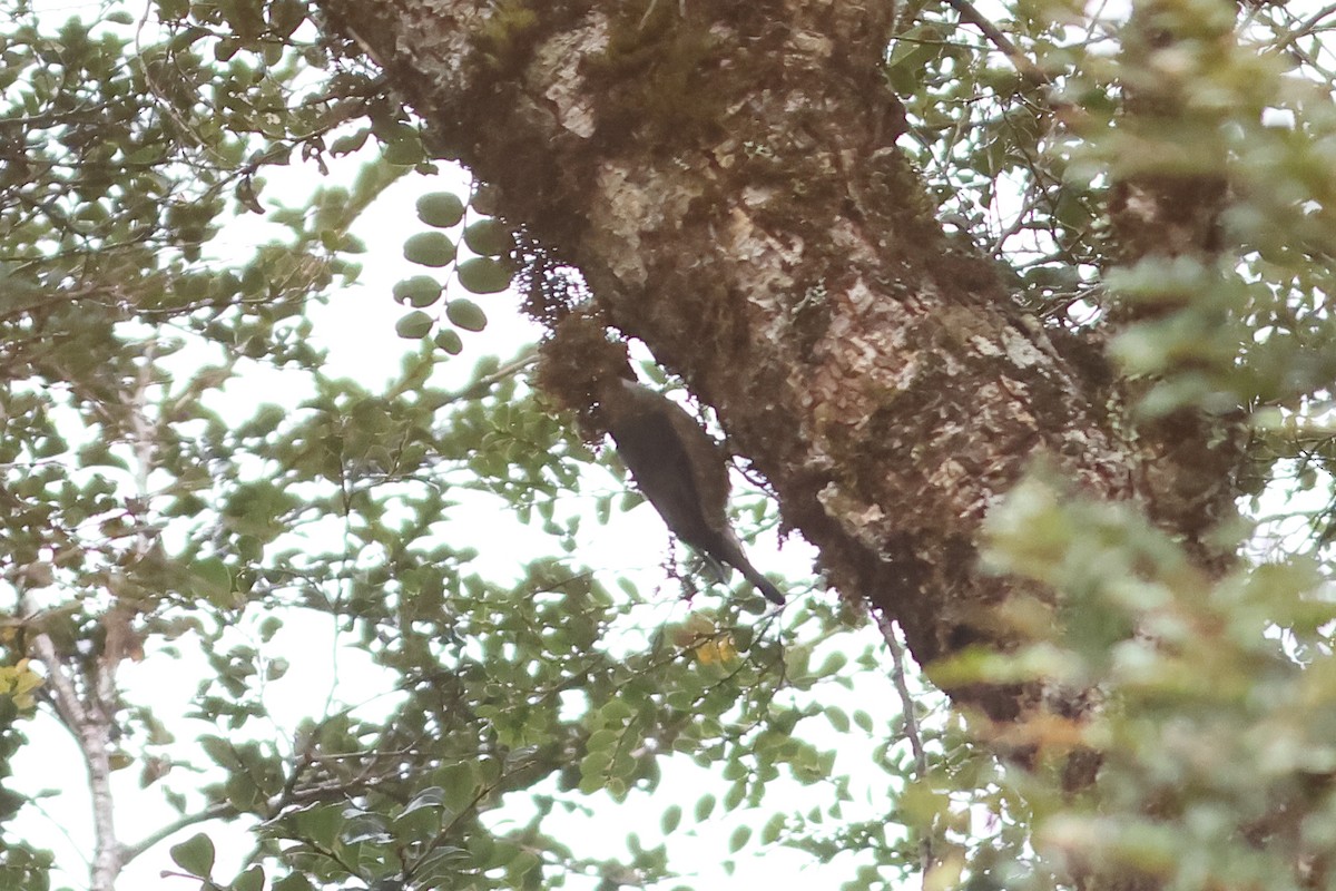 Papuan Treecreeper - ML638882800