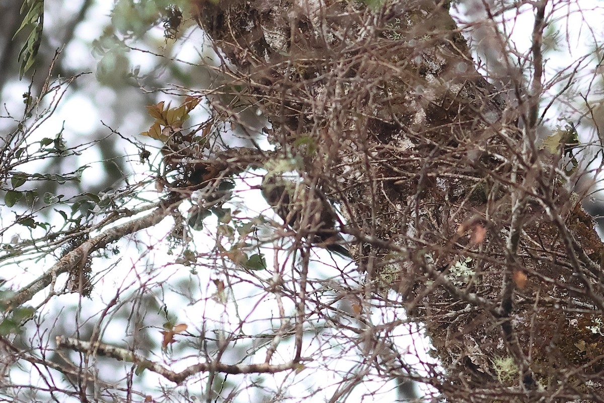 Papuan Treecreeper - ML638882801
