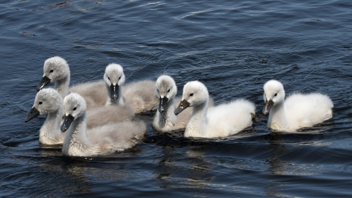 Mute Swan - ML638882805