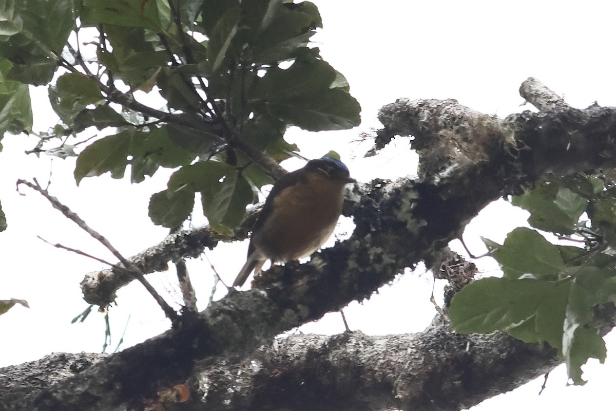 Blue-capped Ifrita - ML638882837