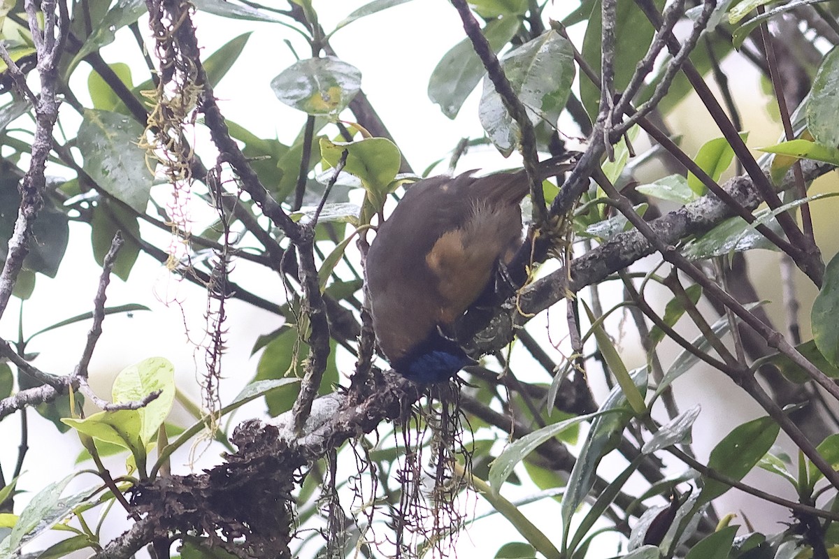 Blue-capped Ifrita - ML638882839