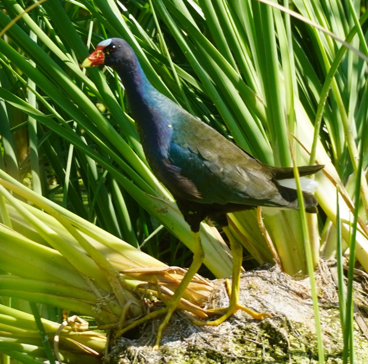 Purple Gallinule - ML638882851