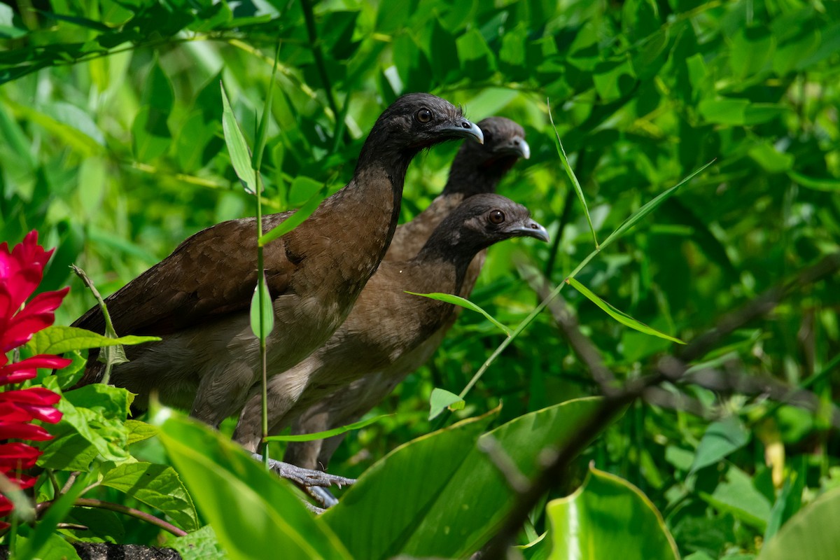 Gray-headed Chachalaca - ML638882861