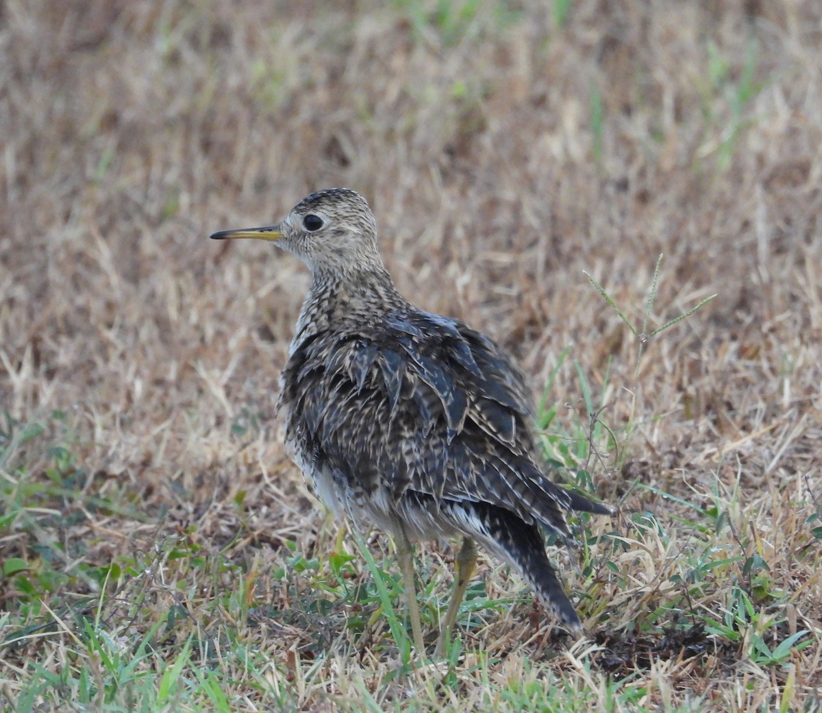 Upland Sandpiper - ML638882910