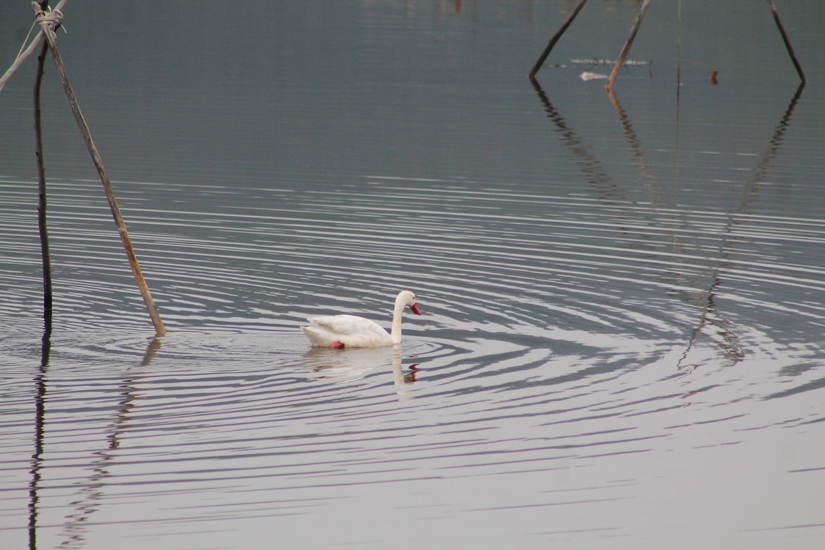 Coscoroba Swan - ML638882912