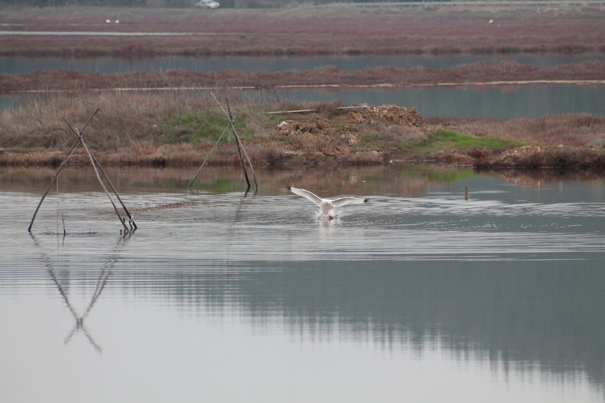 Coscoroba Swan - ML638882913