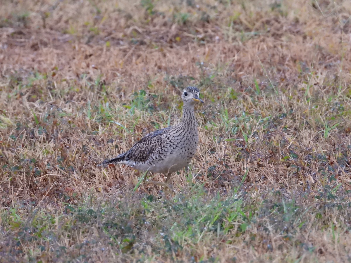 Upland Sandpiper - ML638882932