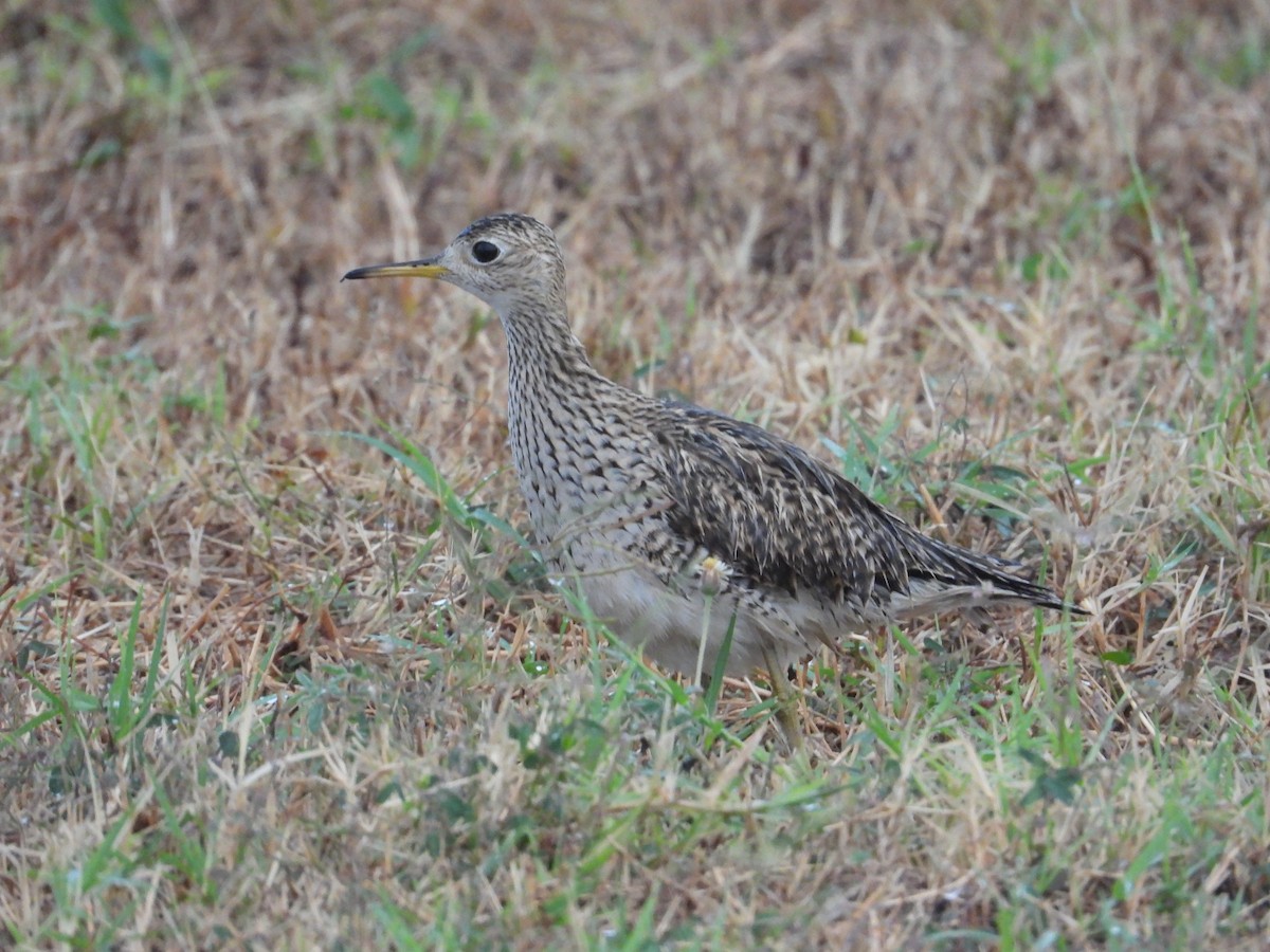 Upland Sandpiper - ML638882951