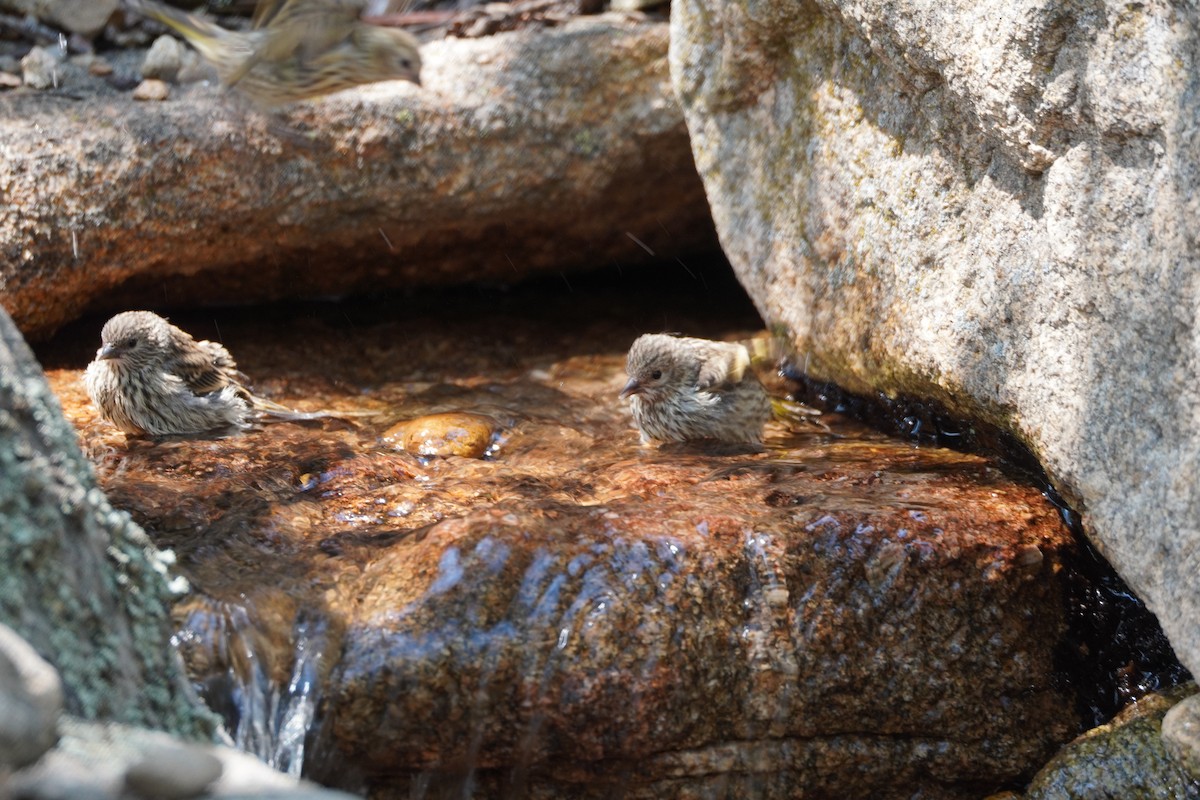 Pine Siskin - ML638882962