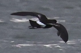 Wilson's Storm-Petrel - ML638882972