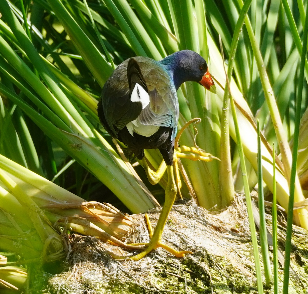 Purple Gallinule - ML638882984