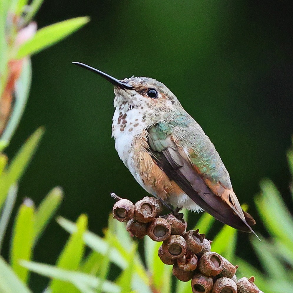 Allen's Hummingbird - ML638883025