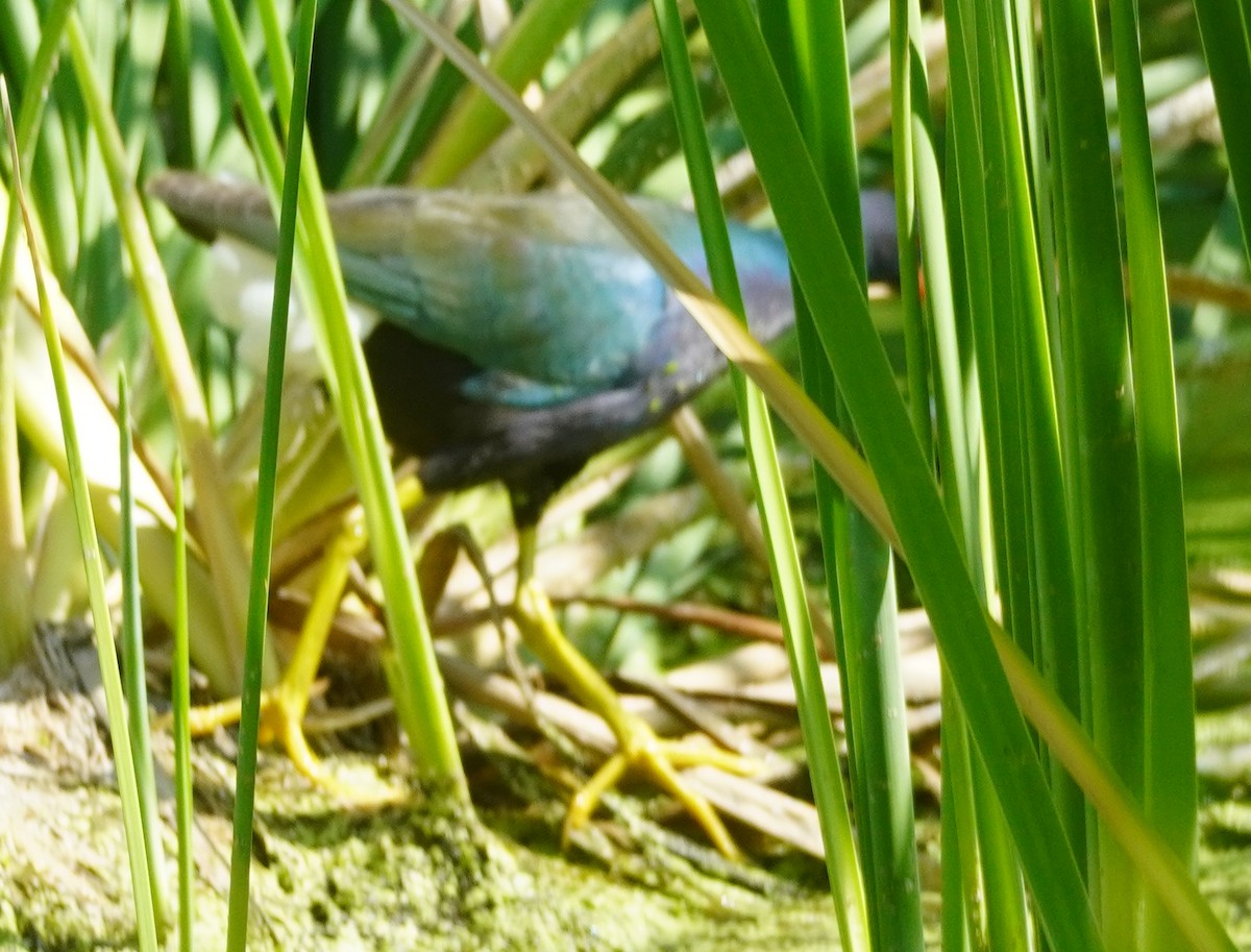 Purple Gallinule - ML638883029
