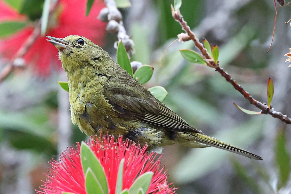 Orange-crowned Warbler - ML638883082