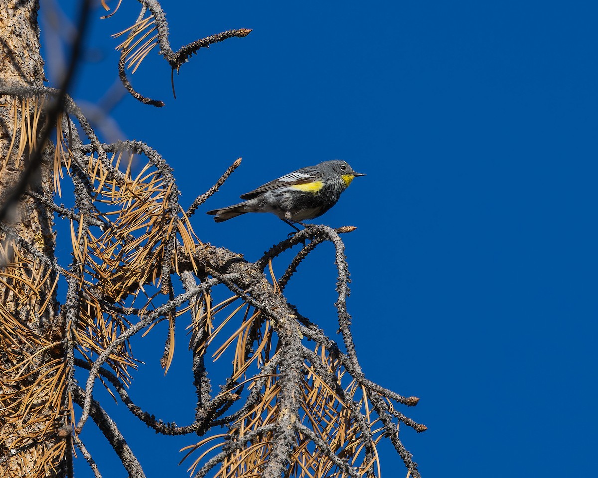 Пісняр-лісовик жовтогузий - ML638883088