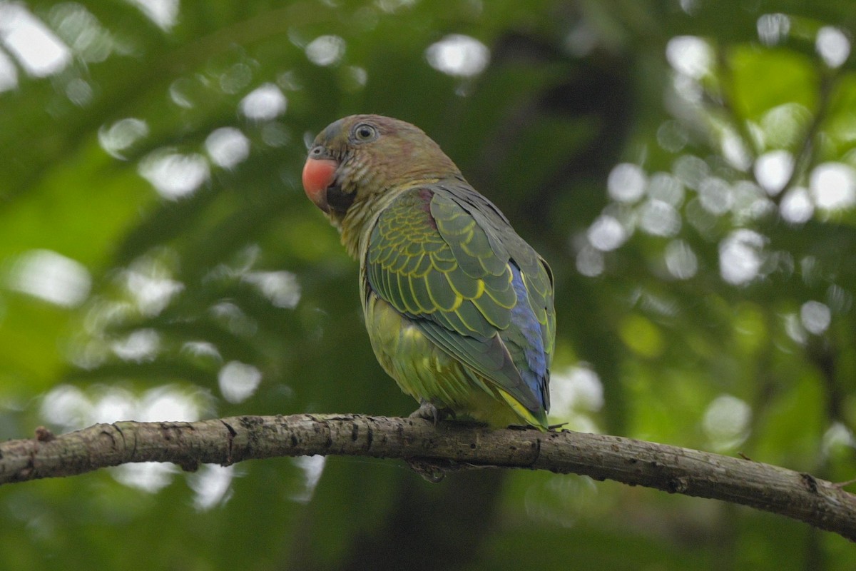 Blue-rumped Parrot - ML638883098