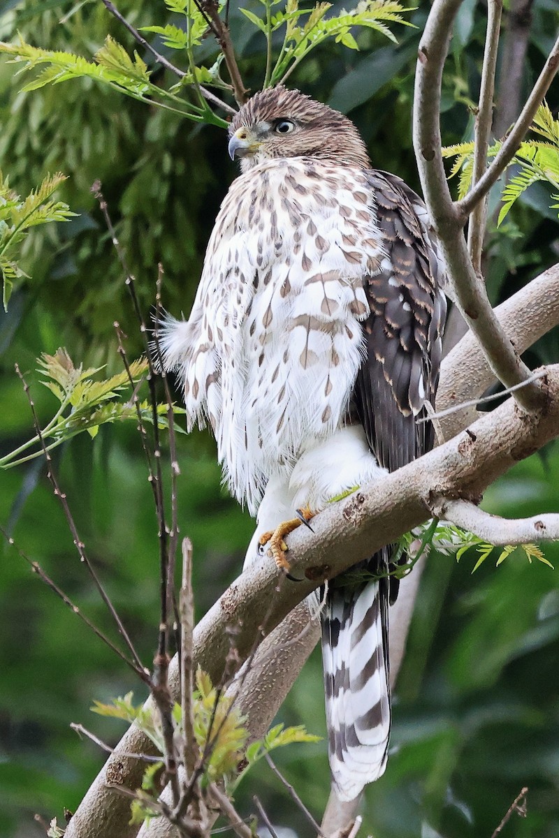 Cooper's Hawk - ML638883100