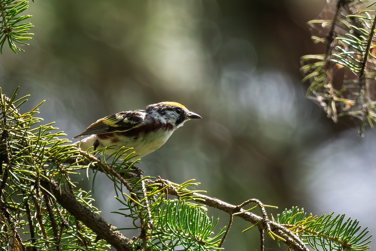 Chestnut-sided Warbler - ML638883101