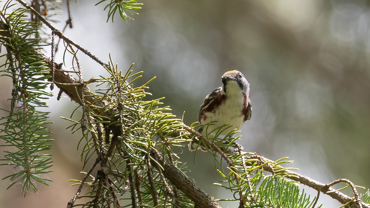 Chestnut-sided Warbler - ML638883102