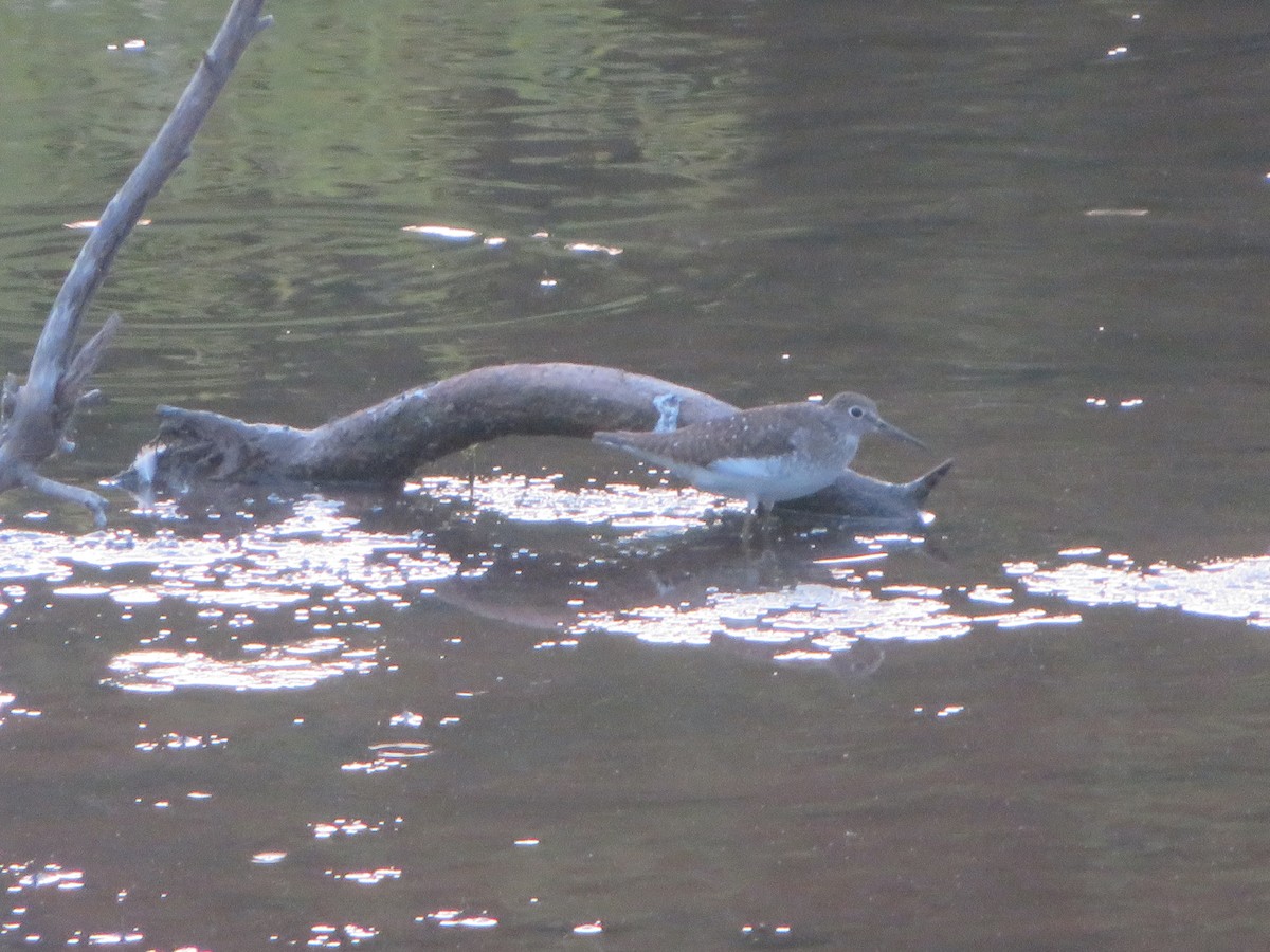 Einsiedelwasserläufer - ML638883144